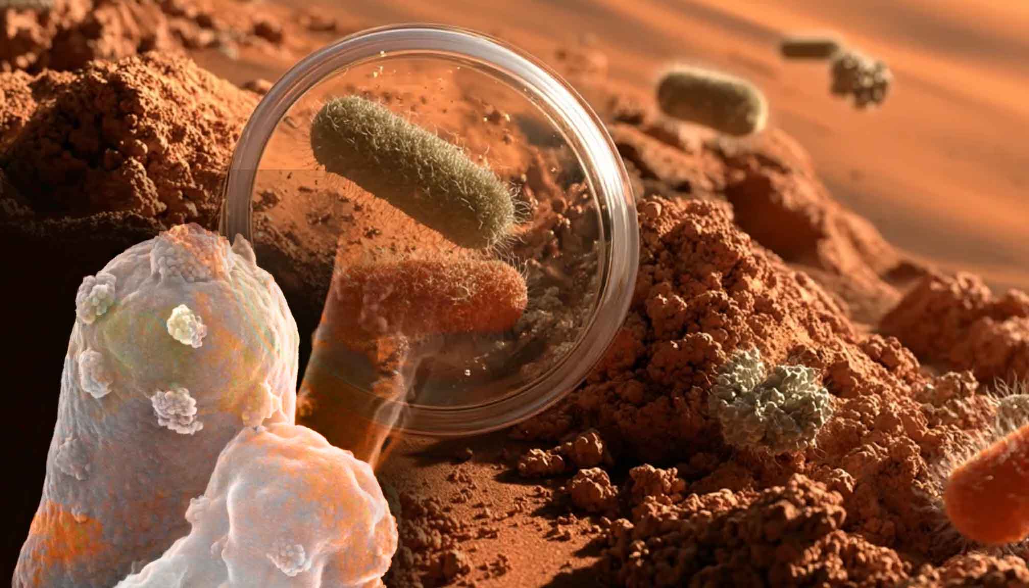 An engineered bacterium that grows on Martian dirt