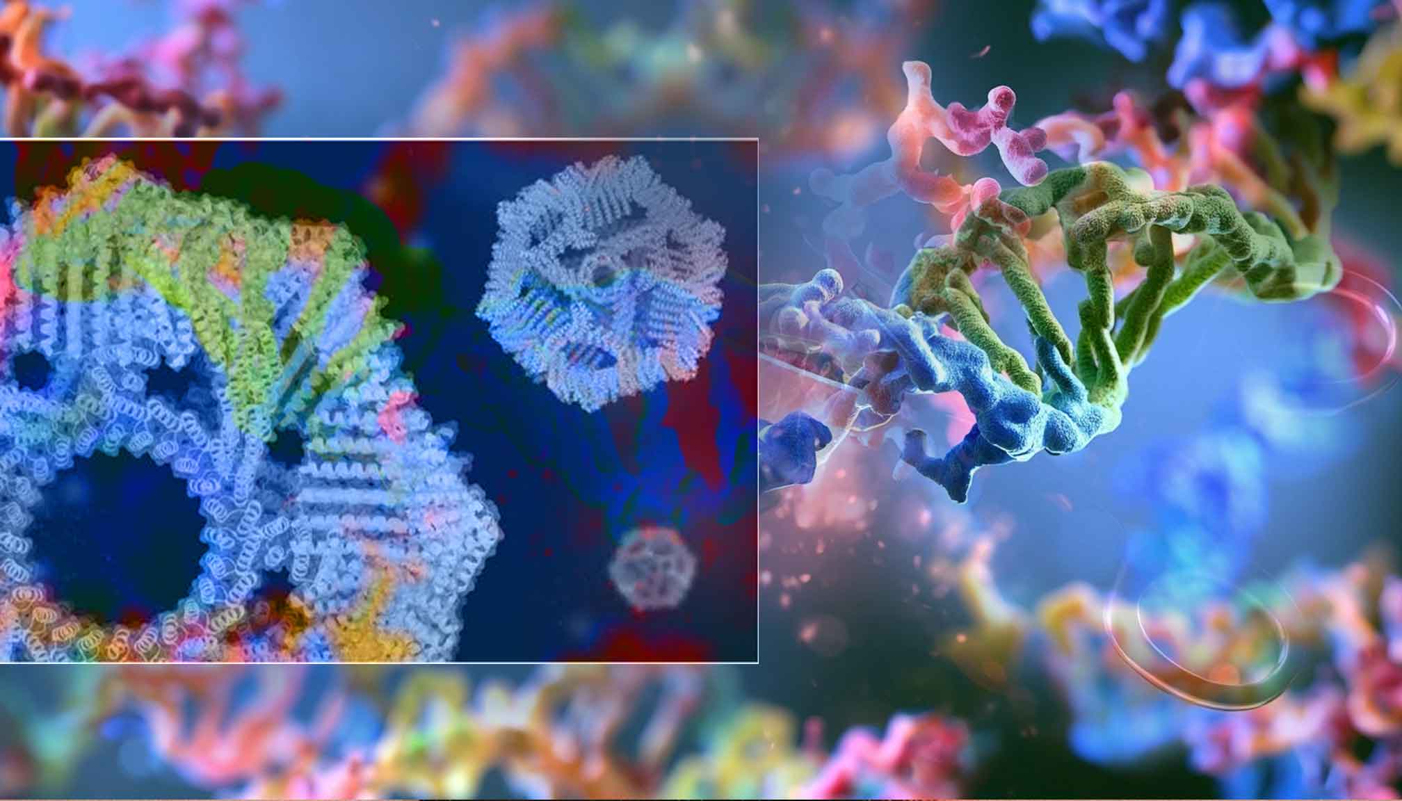 Scientists create designer enzymes that cut specific proteins like molecular scissors