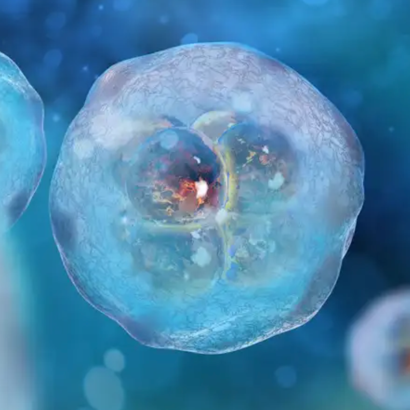First human 'synthetic embryos' created