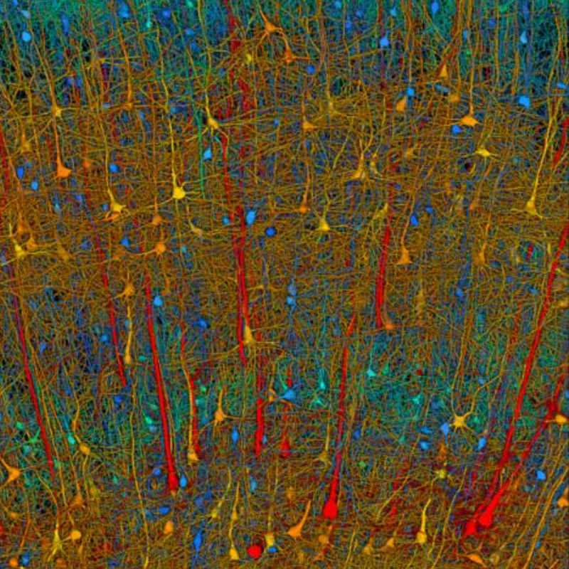 First map of neural connections of a mouse brain at the synapse level