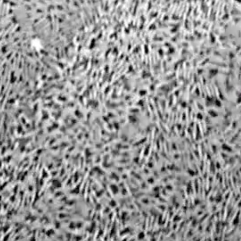 Bacteria store memories and pass them on for generations, researchers discover