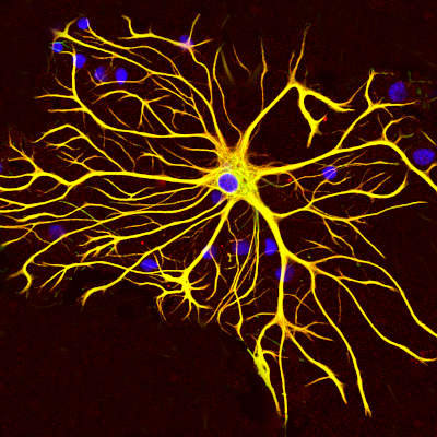 Astrocytes play a crucial role in memory processes