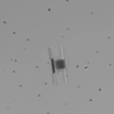 Micron-sized robot acts like a walking microscope