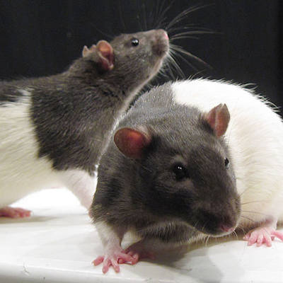 Rat vision is still more efficient than machine vision