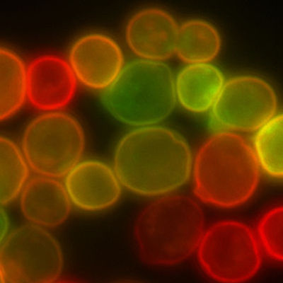 First synthetic yeast genome completed with last synthetic chromosome