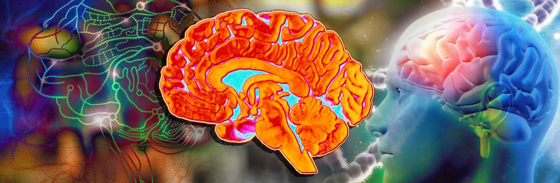 Scientists create first map of energy structures in the human brain