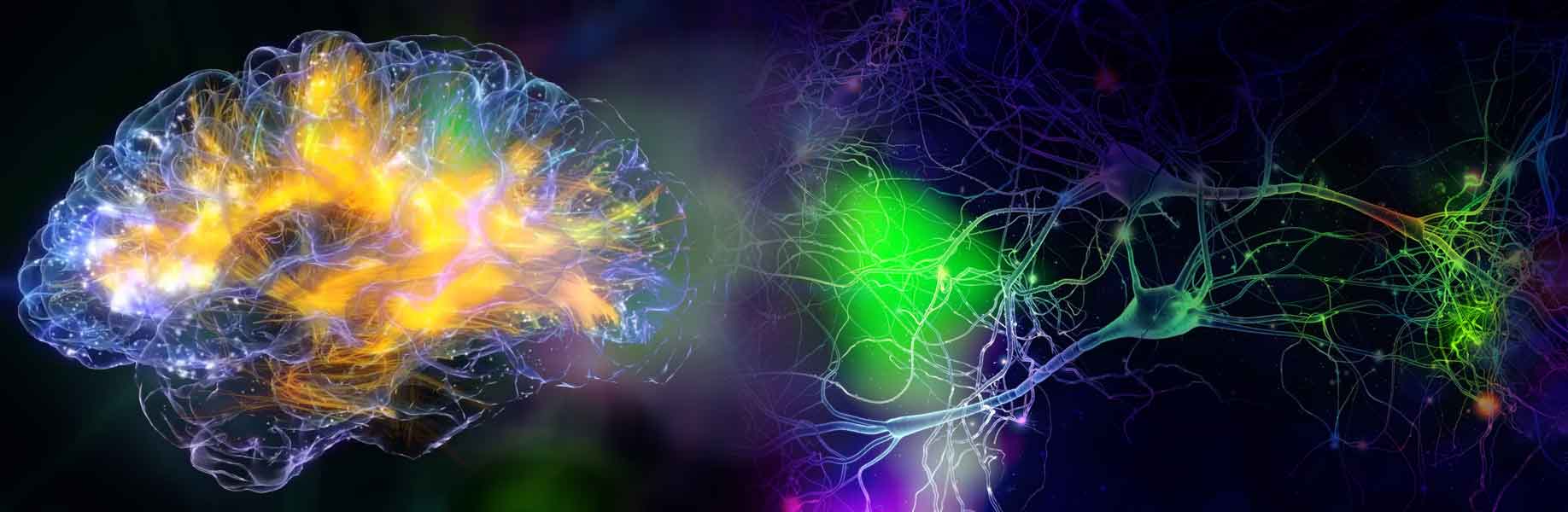 How learning rewires the brain