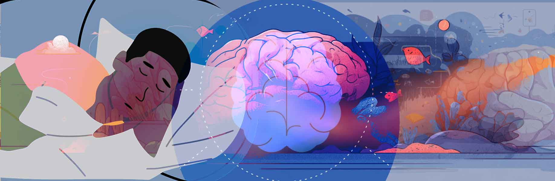 How sleep affects learning in the brain