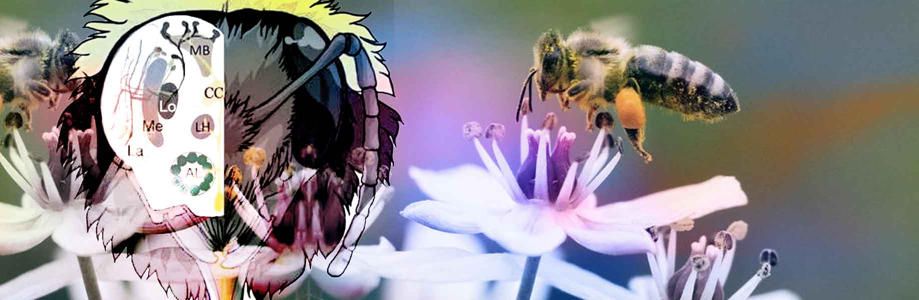 How bees use flight to learn visual patterns