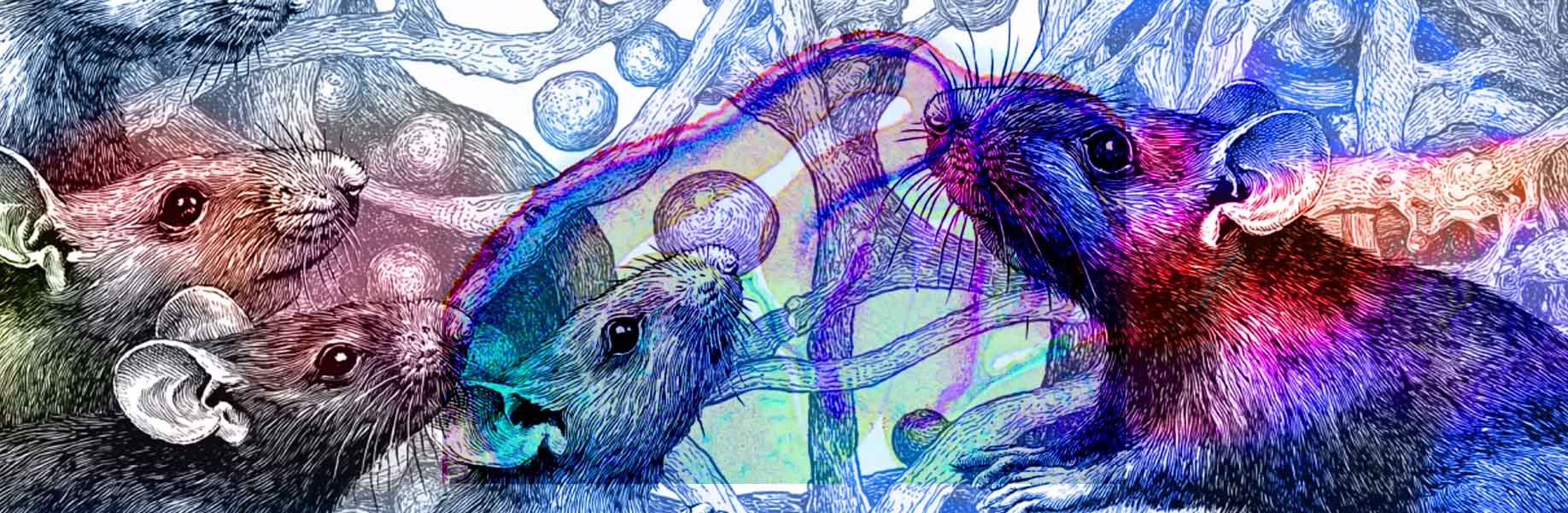 How the brain rewires vision in young mice