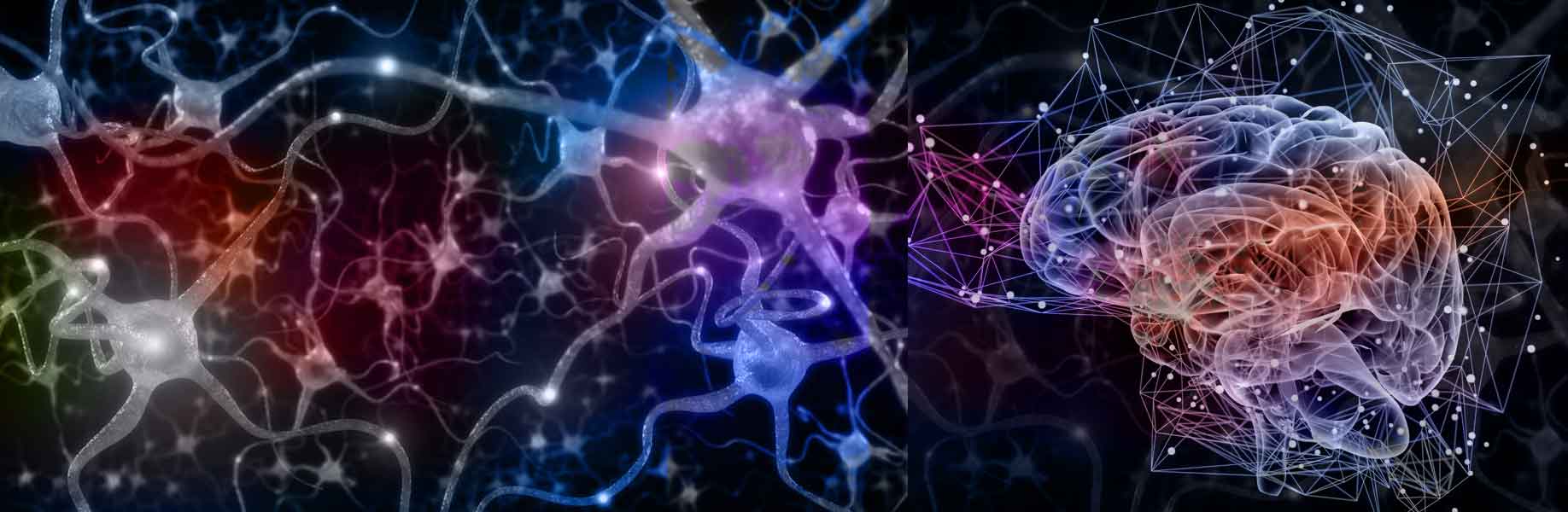 New neurons grow in adult brains