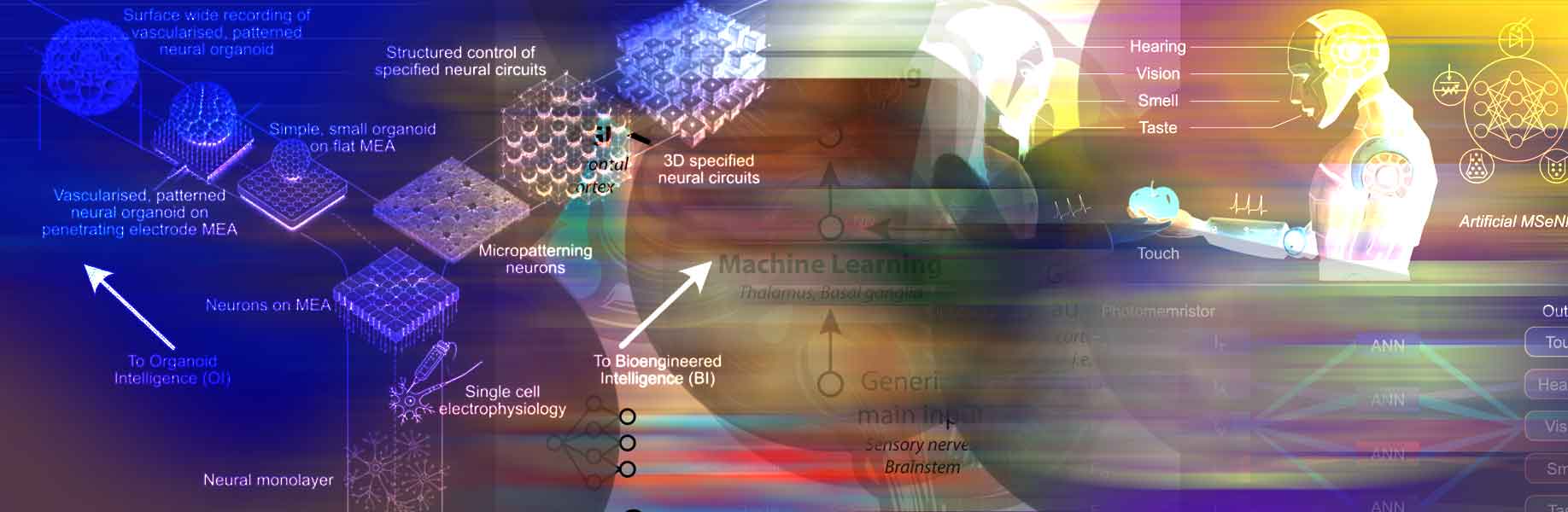 Biological neural cultures surpass AI in learning