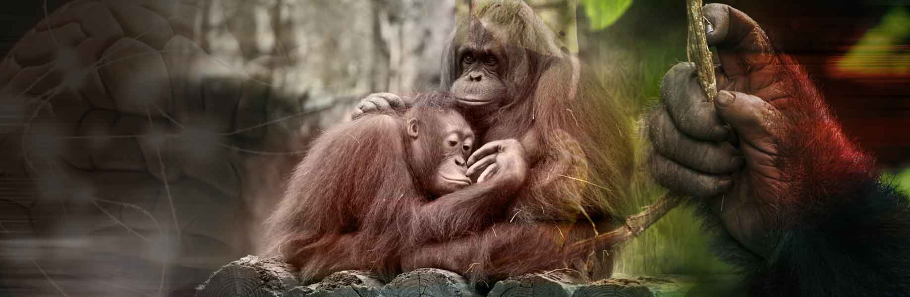 Longer thumbs and bigger brains in primates