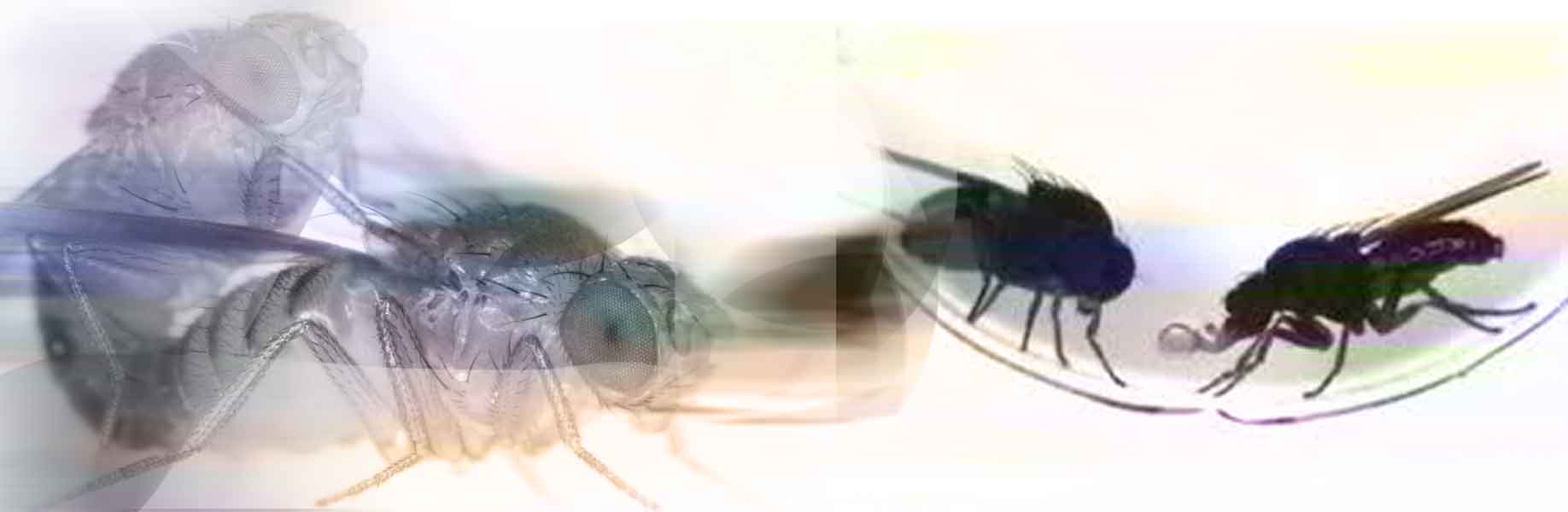 Researchers transfer courtship behavior between fruit fly species