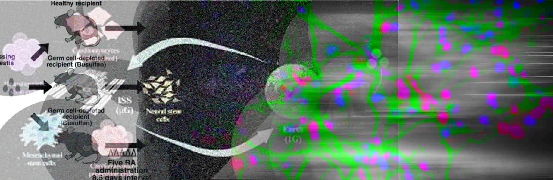 Studying space effects on germ cells