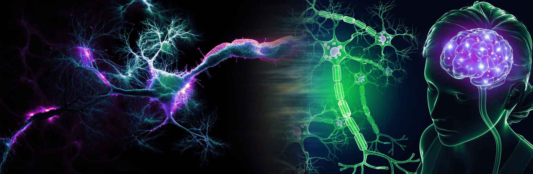 Ultrasound waves activate brain circuits in living animals