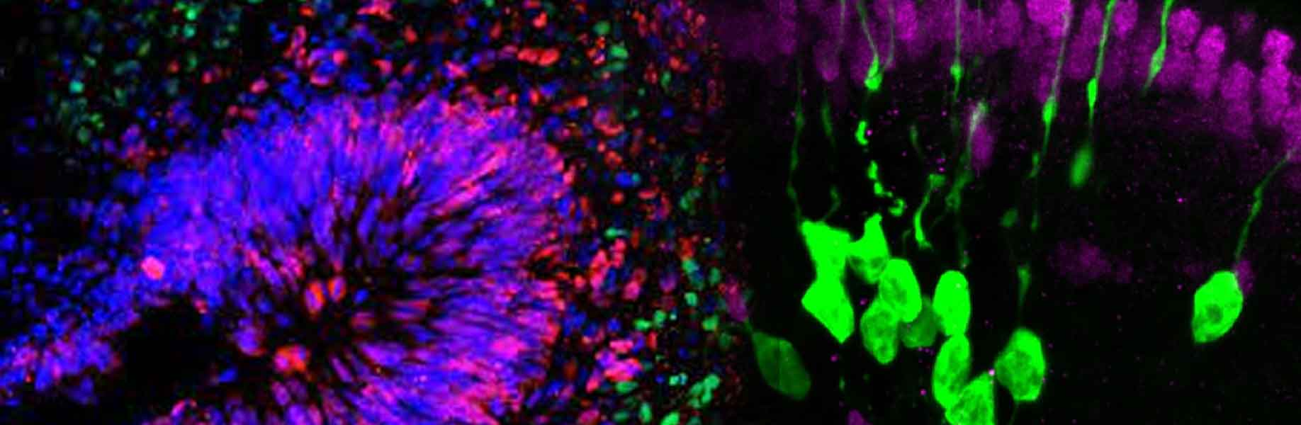 How stem cells turn into smell-sensing neurons