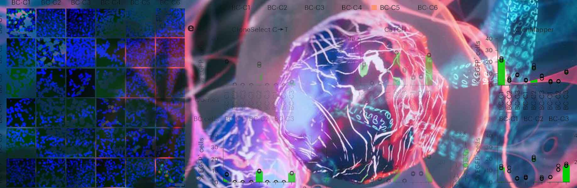 New method embeds genetic barcodes in cell lines