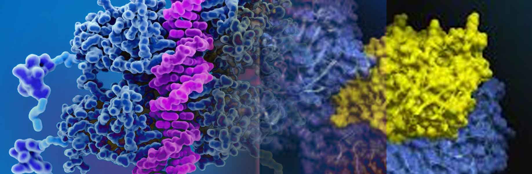 New tool simplifies protein binder design