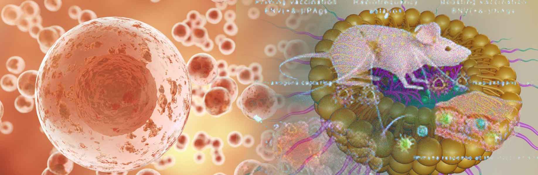 Nanoparticle vaccine shows promise in preventing cancers in mice