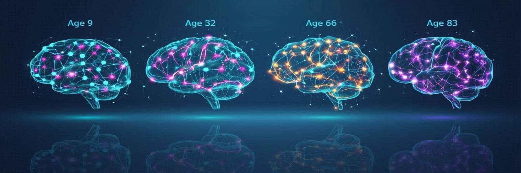 Landmark Study Maps the Brain's Four Key Lifecycle Turning Points, From Childhood to Old Age