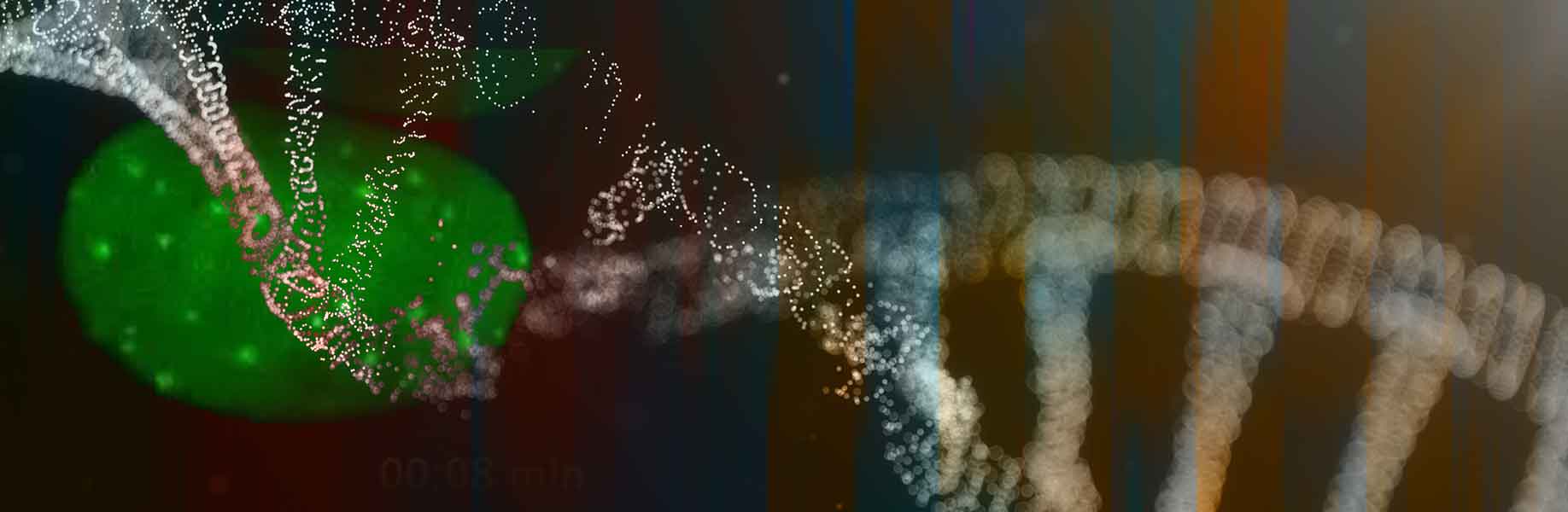 New sensor allows real-time view of DNA repair