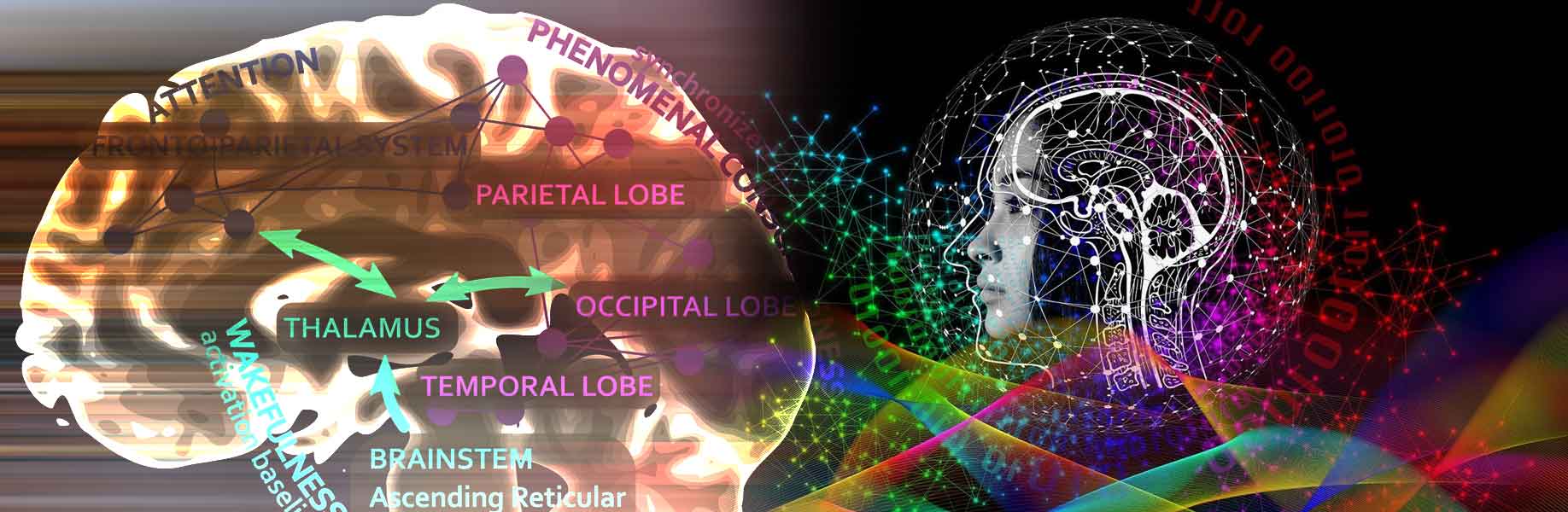Neural circuits link memory, perception, and consciousness