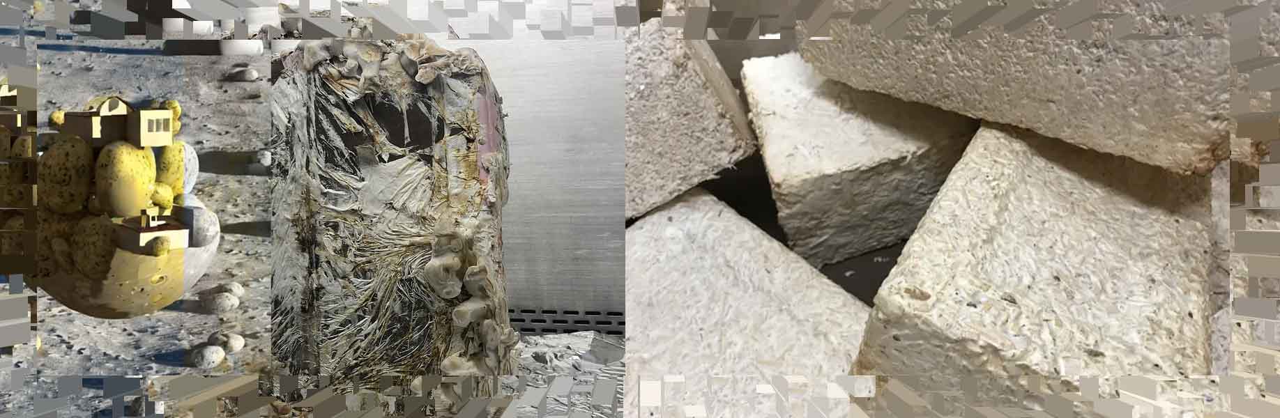 Fungi could help construct buildings on the moon and Mars