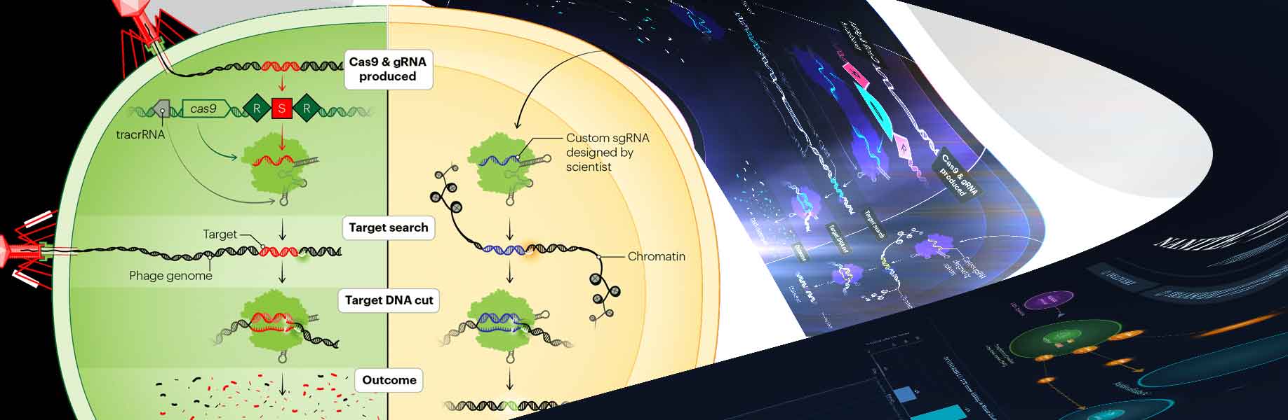 How CRISPR machinery can spread between cells