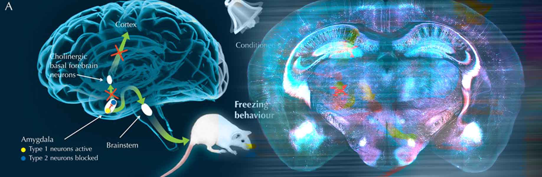 Mice unlearn fear faster with brain cell activation