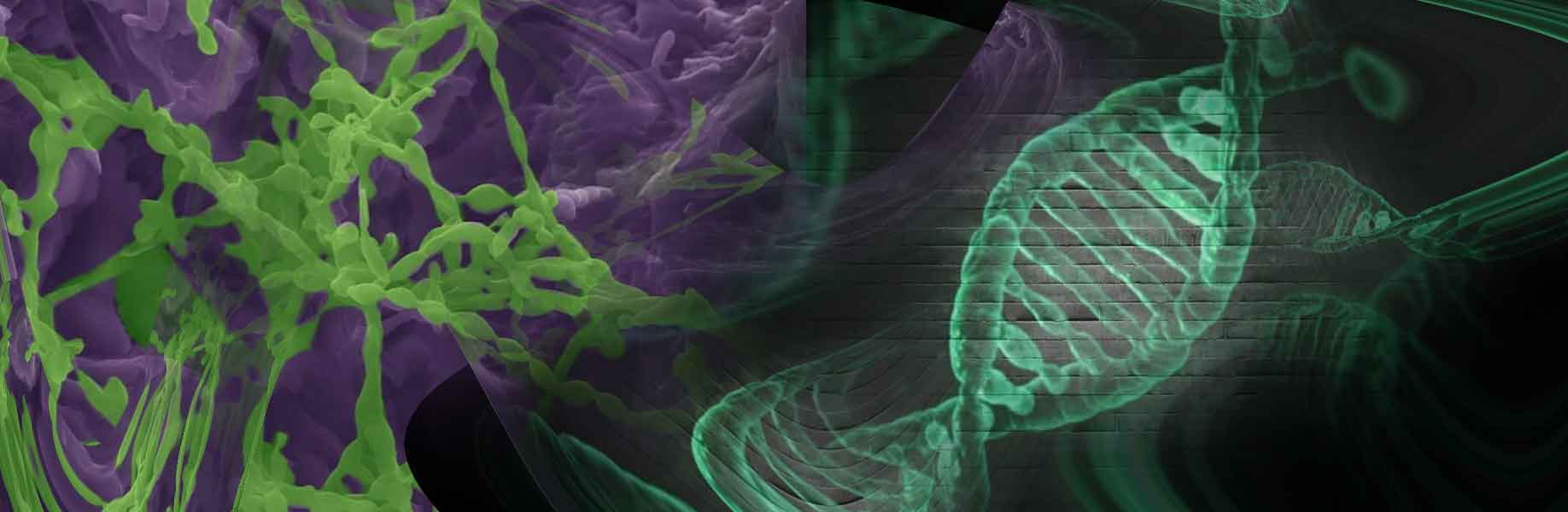 UC Irvine researchers create enzyme for efficient RNA production