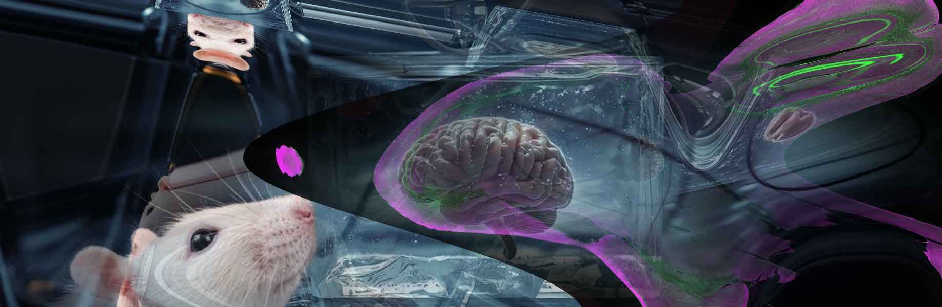 New freezing method preserves electrical activity in mouse brain tissue