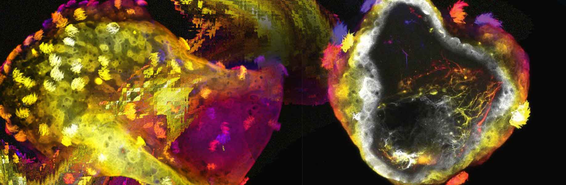 Scientists develop neurobots with self-organizing nervous systems from frog cells
