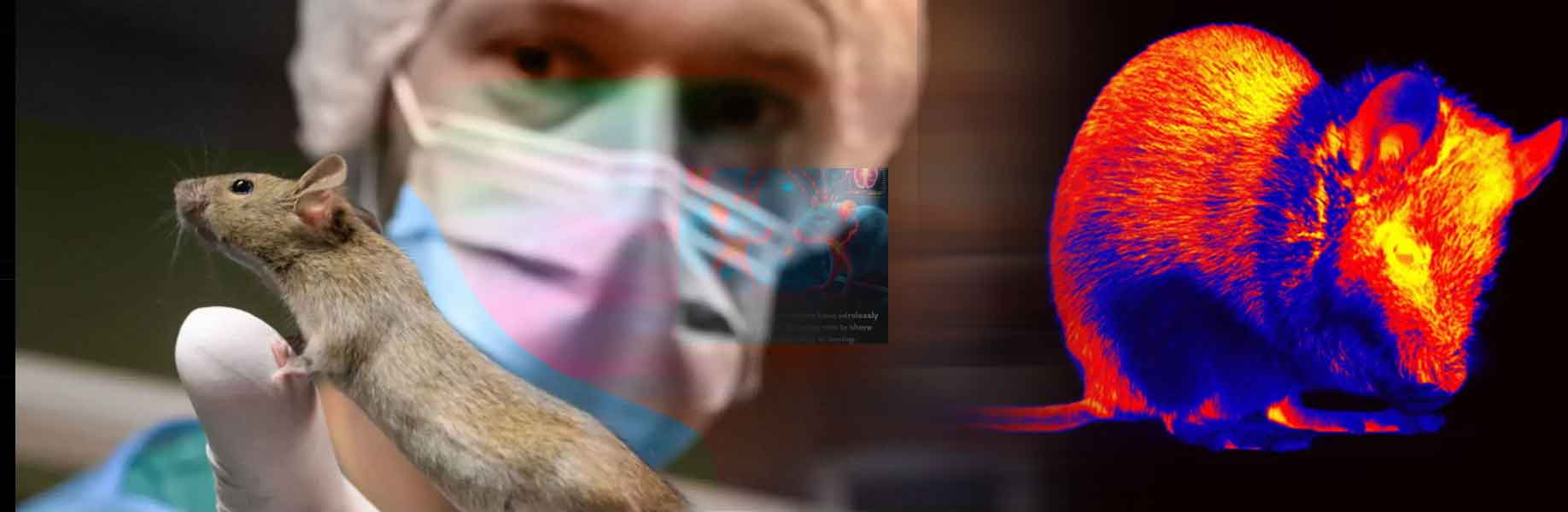 Scientists reconstruct videos from mouse brain activity