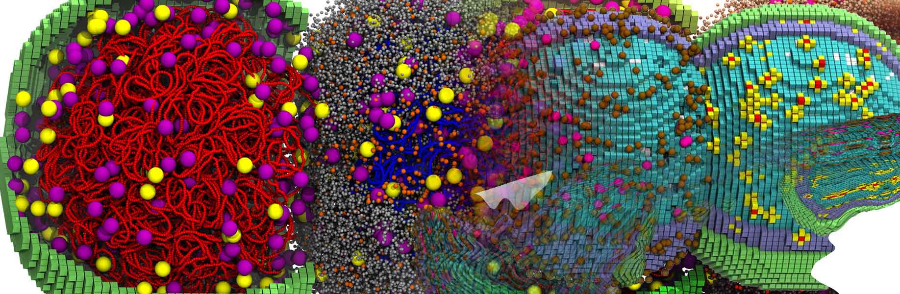 Scientists simulate a minimal bacterial cell's life cycle