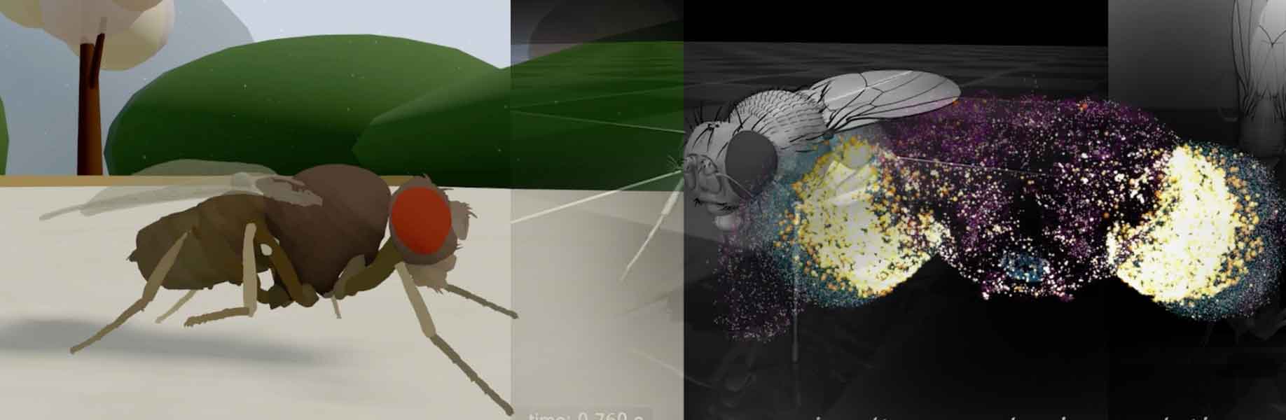 Whole-brain emulation drives simulated fly behaviors