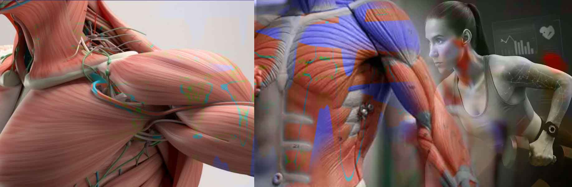 Artificial intelligence guides human muscles for new physical tasks