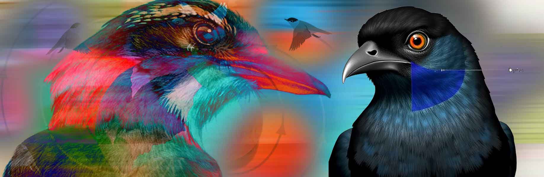 First high-resolution digital brain atlas created for a migratory songbird