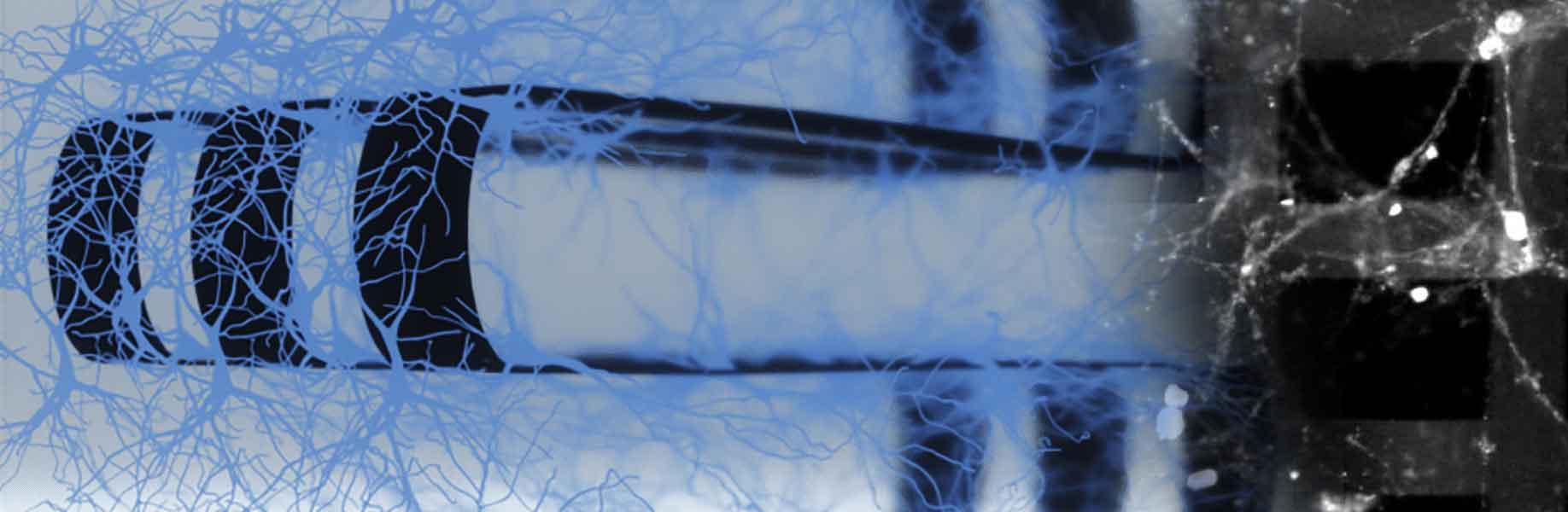 Princeton device merges brain cells with electronics for pattern recognition