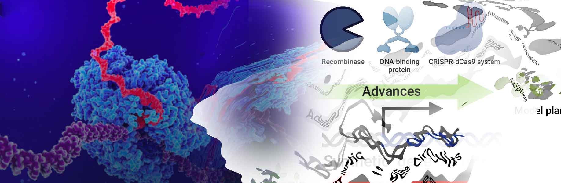 Control of synthetic gene circuits through DNA structure
