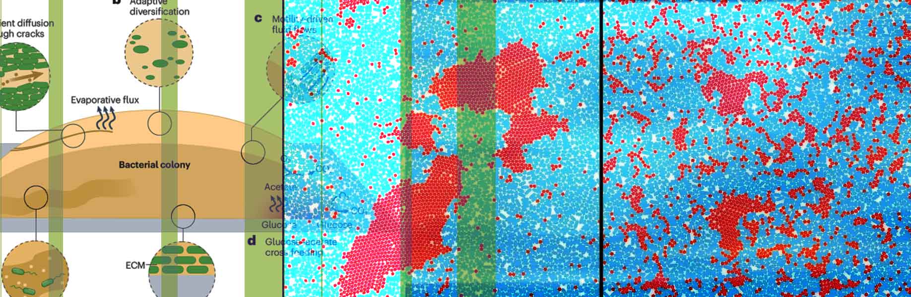 Physicists find new route to phase separation through growing cell colonies