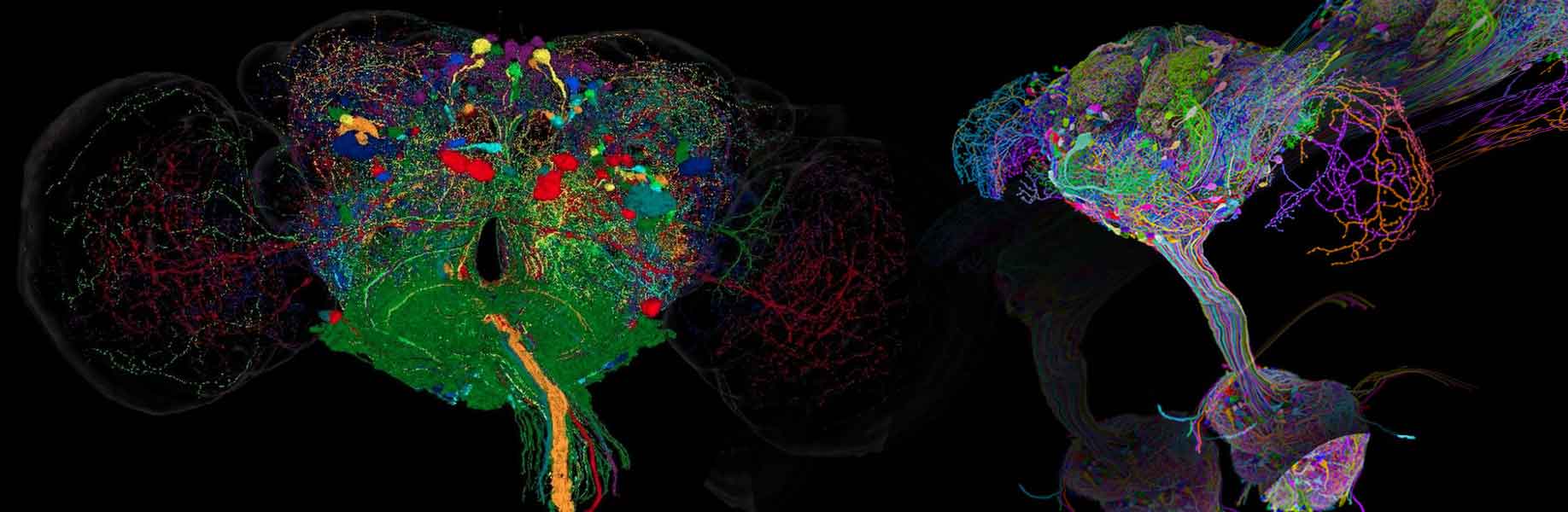 Complete connectome of fruit fly nervous system now available to researchers