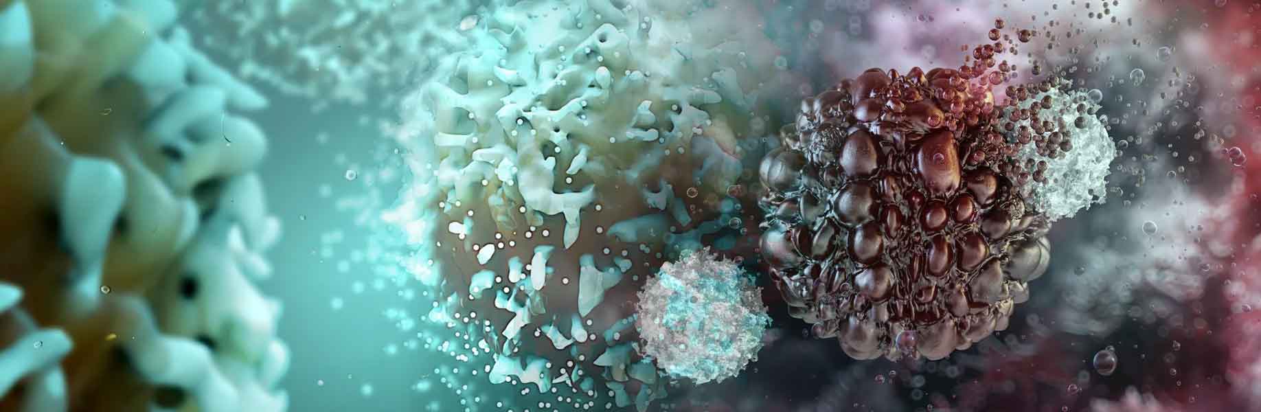 A Gym Supplement Turns Out to Fuel the Immune System's Anti-Cancer Machinery