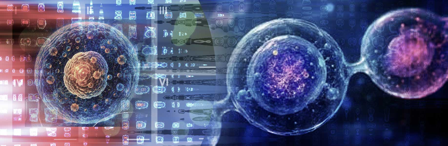 SpudCell: World's First Synthetic Cell with a Complete Life Cycle