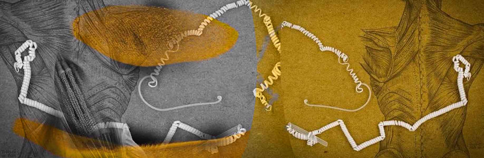 Underestanding a fast-contracting organism could lead to faster artificial muscles