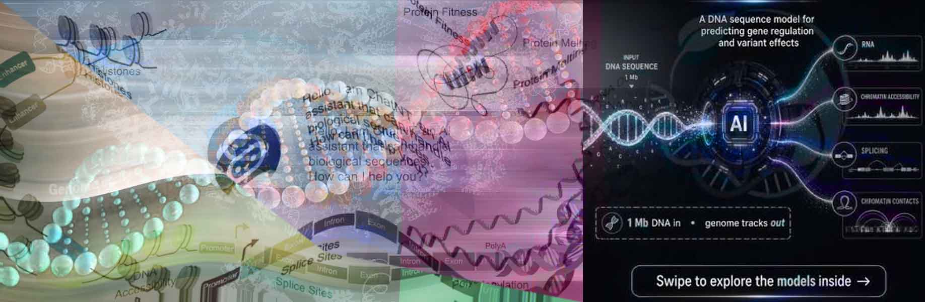 A map of what genomic AI models learn from DNA