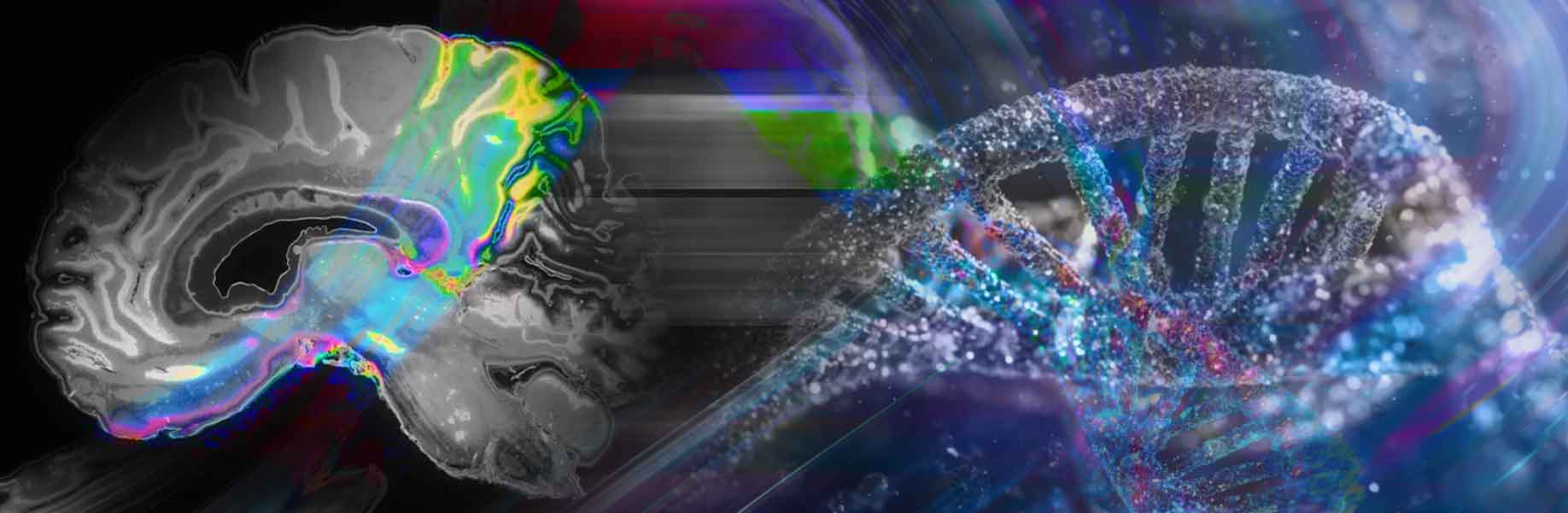 The brain mixes competing goals instead of choosing one