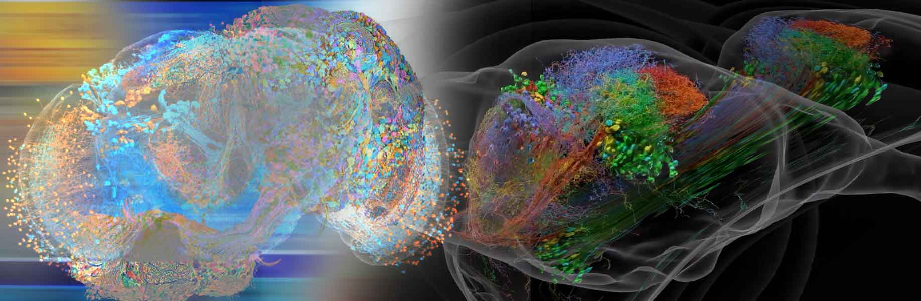 A complete map of the male fruit fly brain and nerve cord